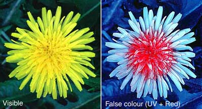 Visible/UV comparison - dandelion