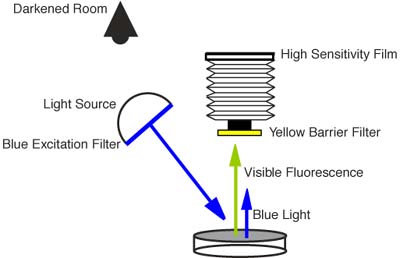 Basic sodium fluorescein technique