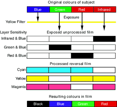 Response of IR Ektachrome 'false-colour' film to different light frequencies